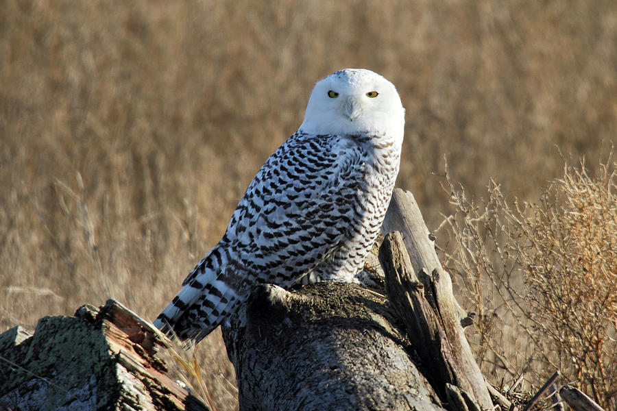 Snowy owl in the wild Photograph by Pierre Leclerc Photography
