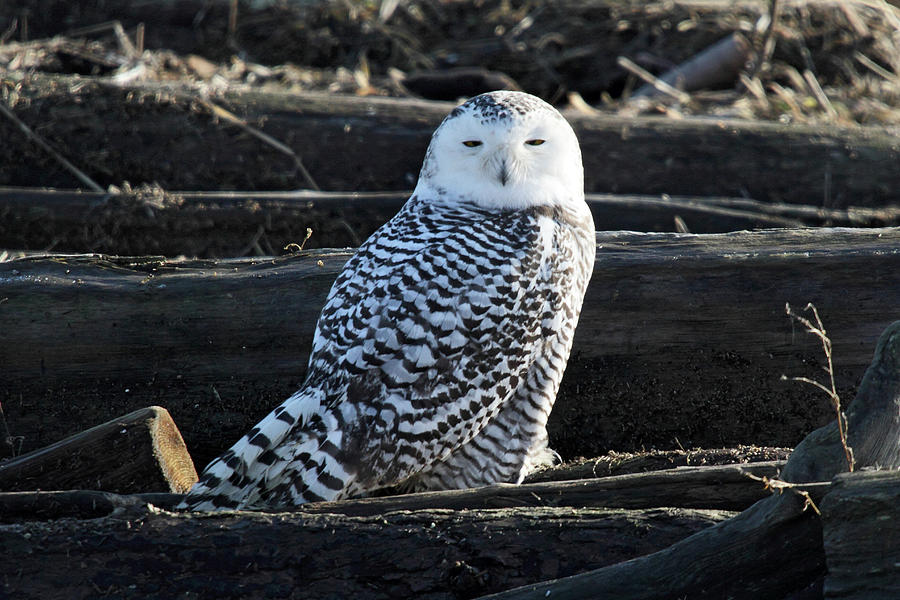 Snowy Owl in Vancouver Photograph by Pierre Leclerc Photography