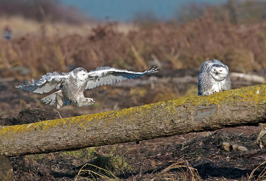 Snowy Owl landing Photograph by Terry Dadswell