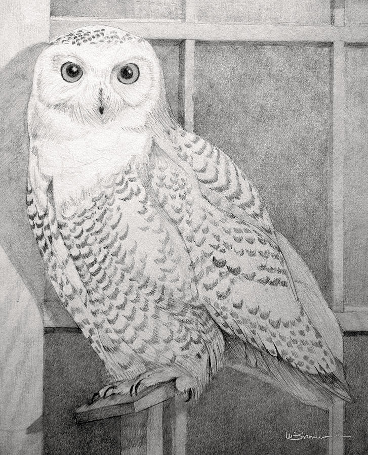 Snowy Owl Drawing by Leslie M Browning