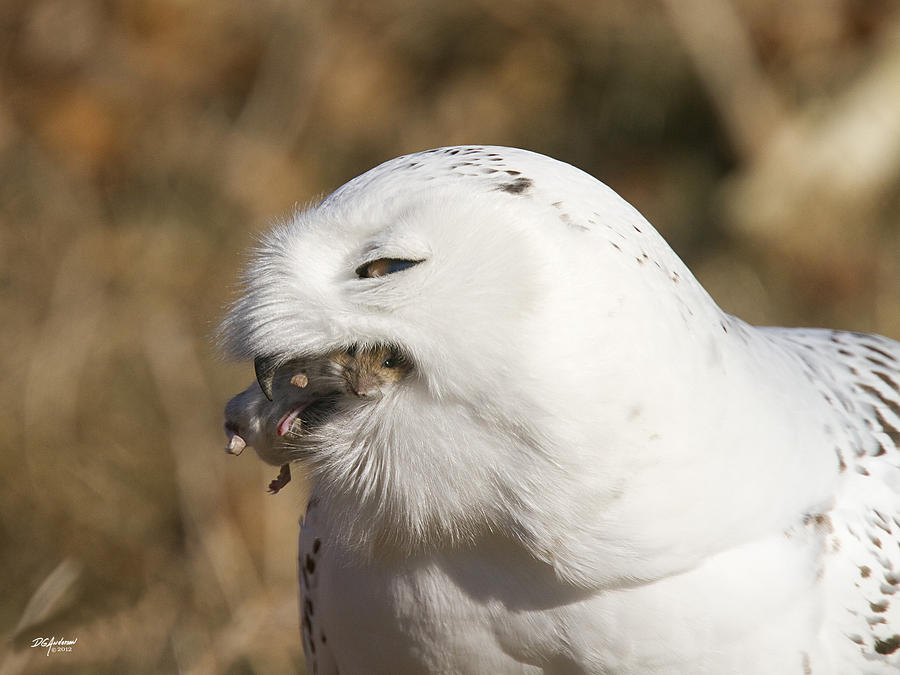 Snowy Owl lunch Photograph by Don Anderson