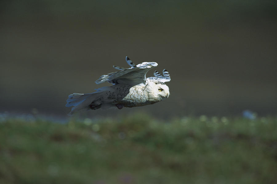 Snowy Owl Nyctea Scandiaca Flying Photograph by Konrad Wothe