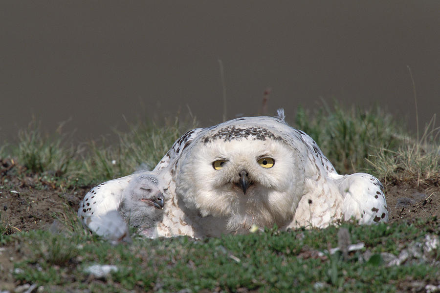 Snowy Owl Nyctea Scandiaca Mother Photograph by Konrad Wothe