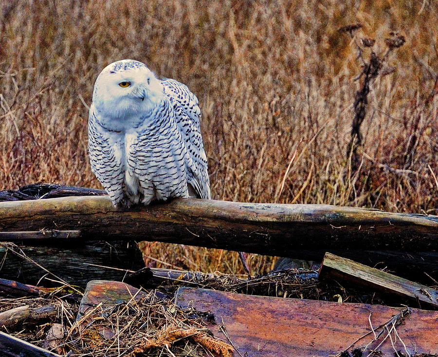 Snowy Owl One Photograph by Lawrence Christopher