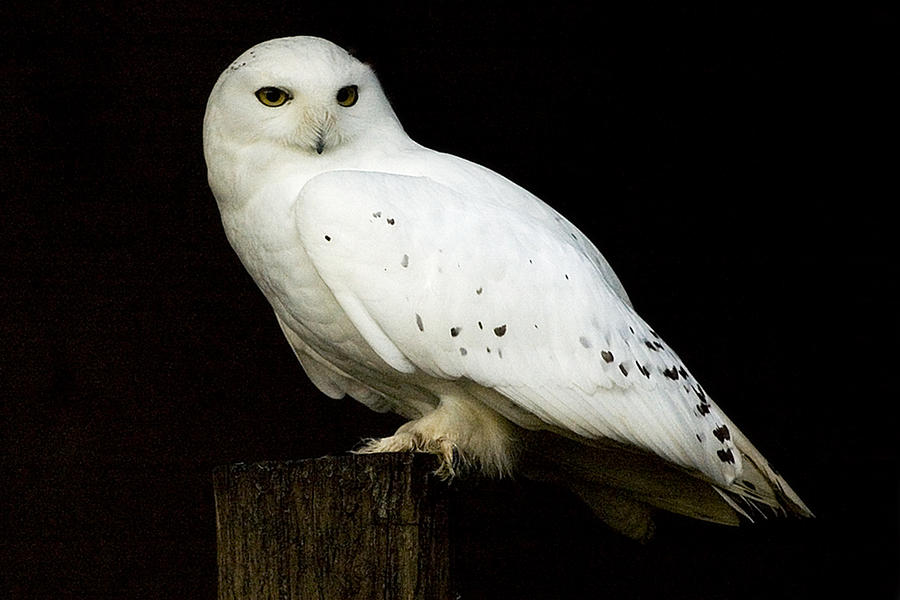 Owl Photograph - Snowy Owl by Paul McGowan