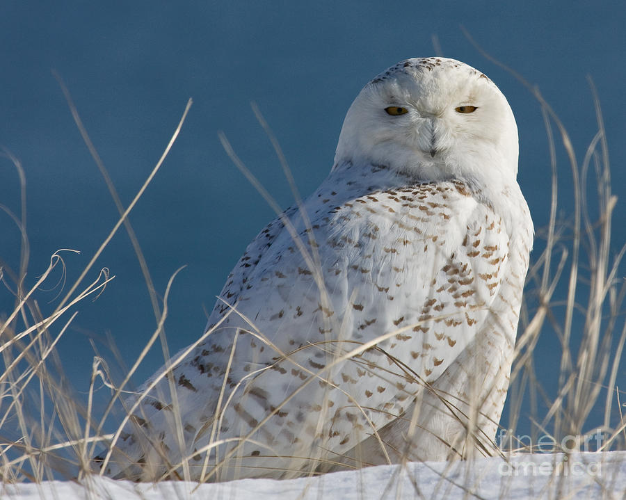 Snowy Owl Profile Photograph by Lloyd Alexander