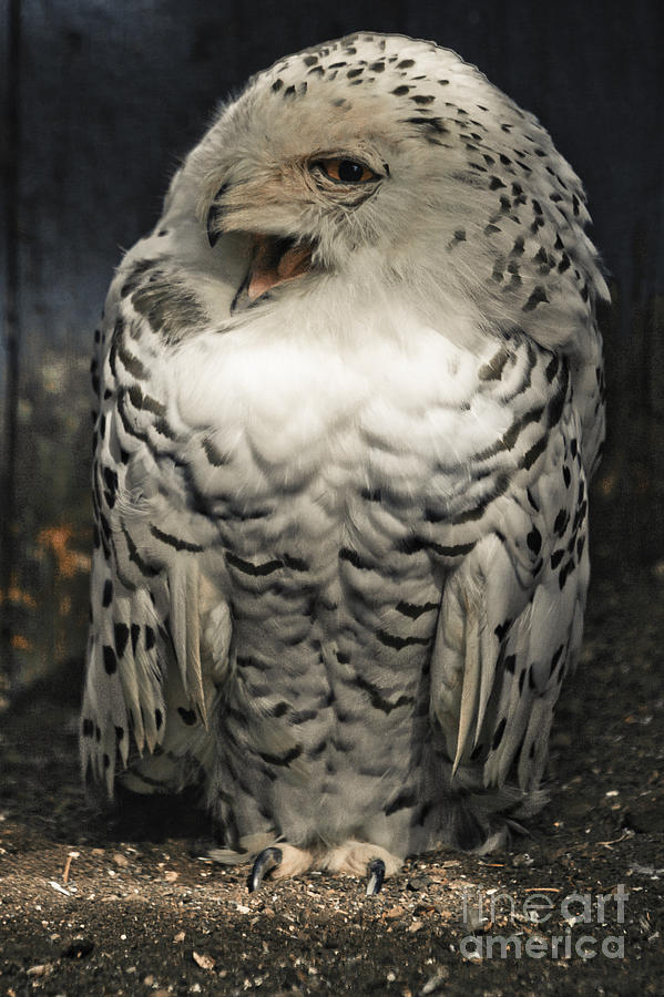 Snowy Owl Screeching Photograph by Darcy Michaelchuk