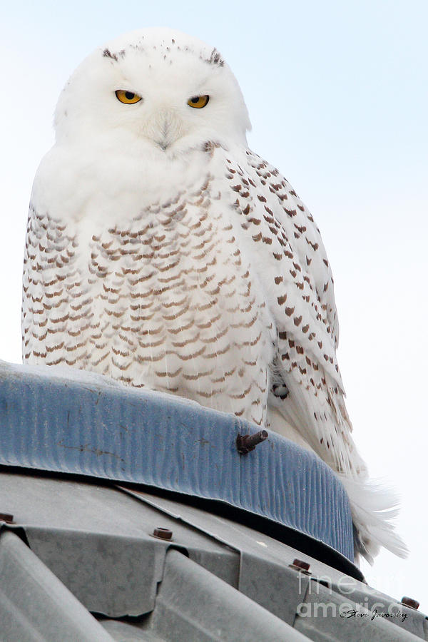 Snowy Owl Photograph by Steve Javorsky