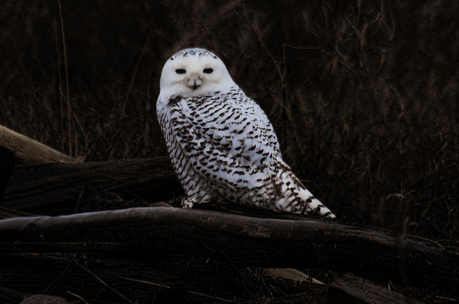 Snowy Owl Two Photograph by Lawrence Christopher