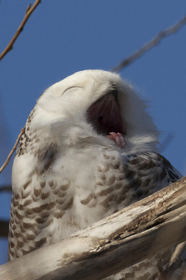 Yawning / Smiling In Art/Canvas Print Home Decor Poster Wall Art Snowy Owl