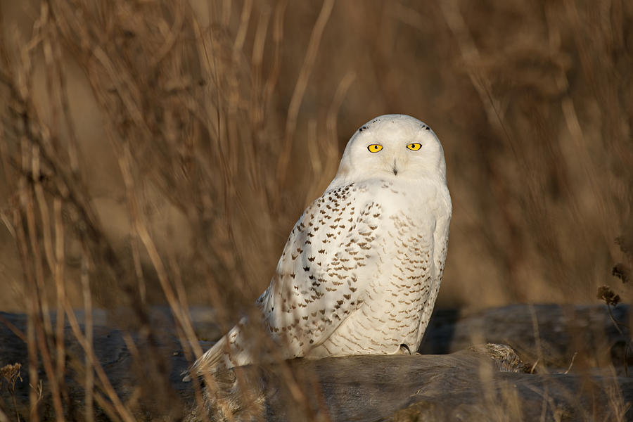 Owl Photograph - Snowy Owl by Yoshiki Nakamura
