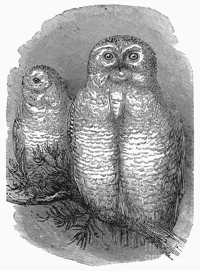 Snowy Owls, 1844 Photograph by Granger - Fine Art America