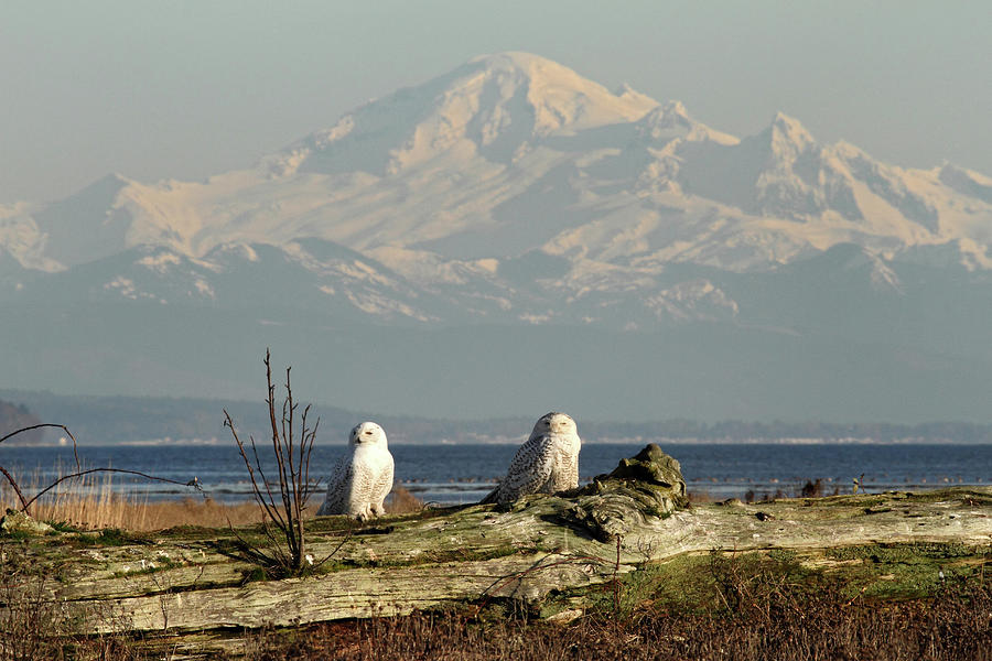 Snowy owls in Boundary bay B.C Photograph by Pierre Leclerc Photography