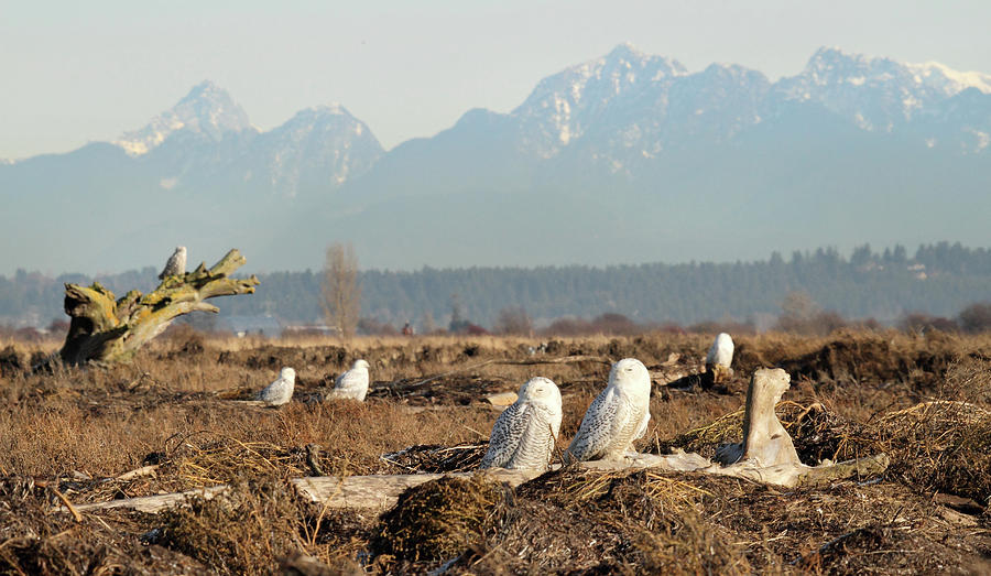 Snowy owls of Boundary bay B.C Photograph by Pierre Leclerc Photography