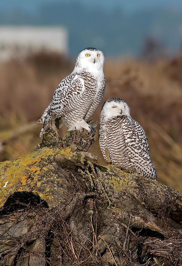 Snowy Owls portrait Photograph by Terry Dadswell