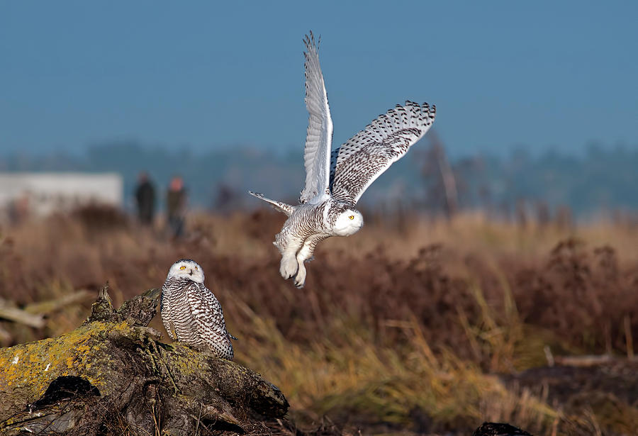 Snowy Owls Photograph by Terry Dadswell