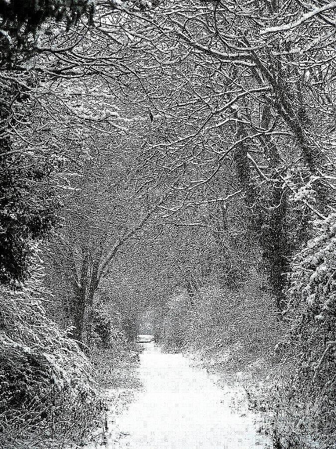 Snowy path Photograph by Linsey Williams