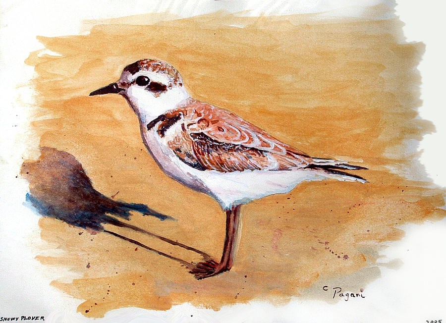 Snowy Plover Painting by Chriss Pagani