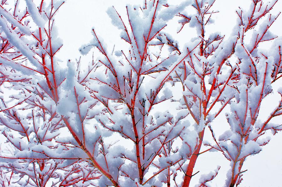 Snowy Redbush Photograph by Benjamin Yeager