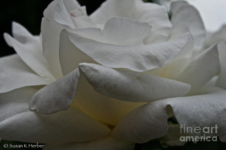 Nature Photograph - Snowy Rose by Susan Herber