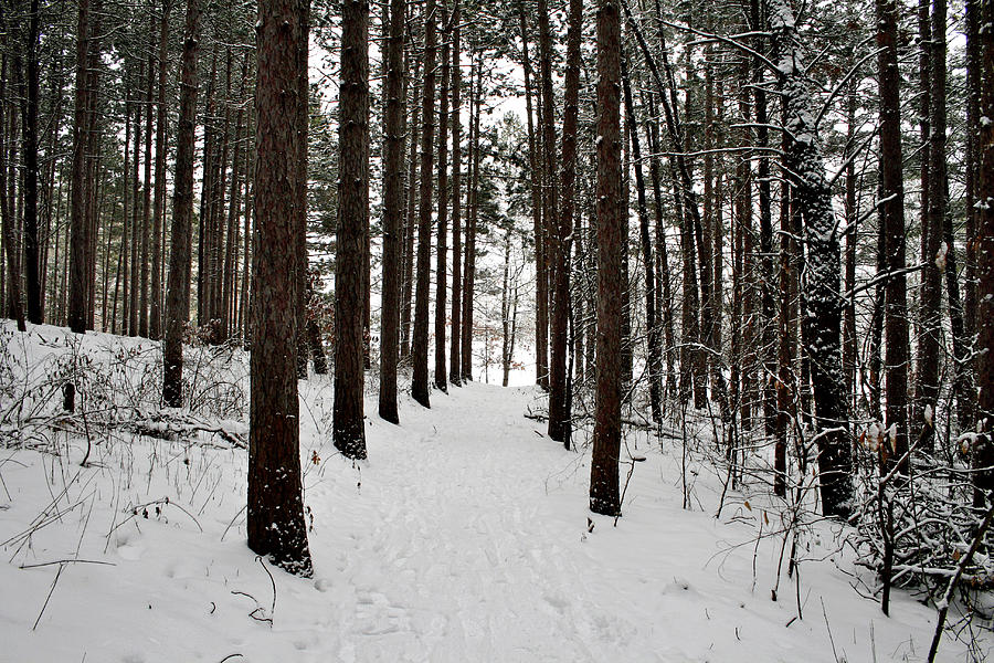 Snowy Trail Photograph by Richard Gregurich