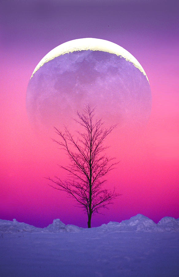 Snowy Tree Photograph by Larry Landolfi