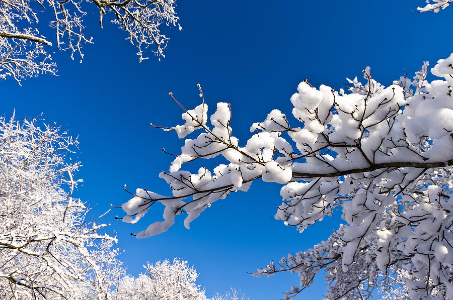 Snowy Trees and Blue Sky Photograph by Lori Coleman