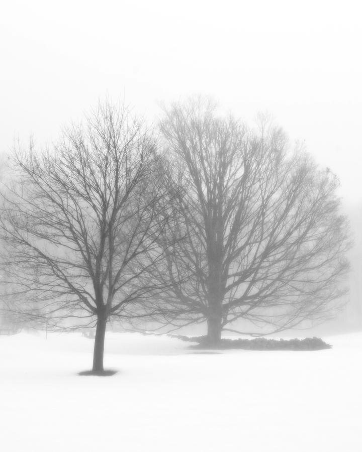 Snowy Trees Photograph by Jayne Howard Snowy Trees Photograph by Jayne Howard