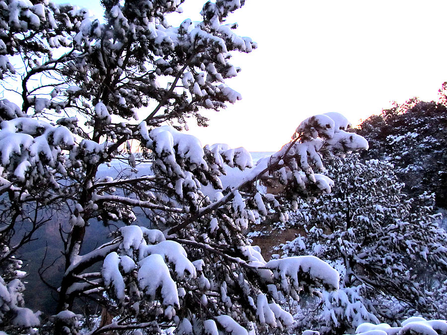 Snowy Trees Photograph by Judy Wanamaker