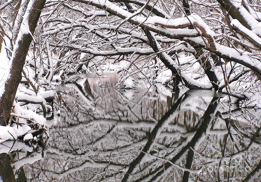 Snowy trees over a creek Photograph by Sari ONeal