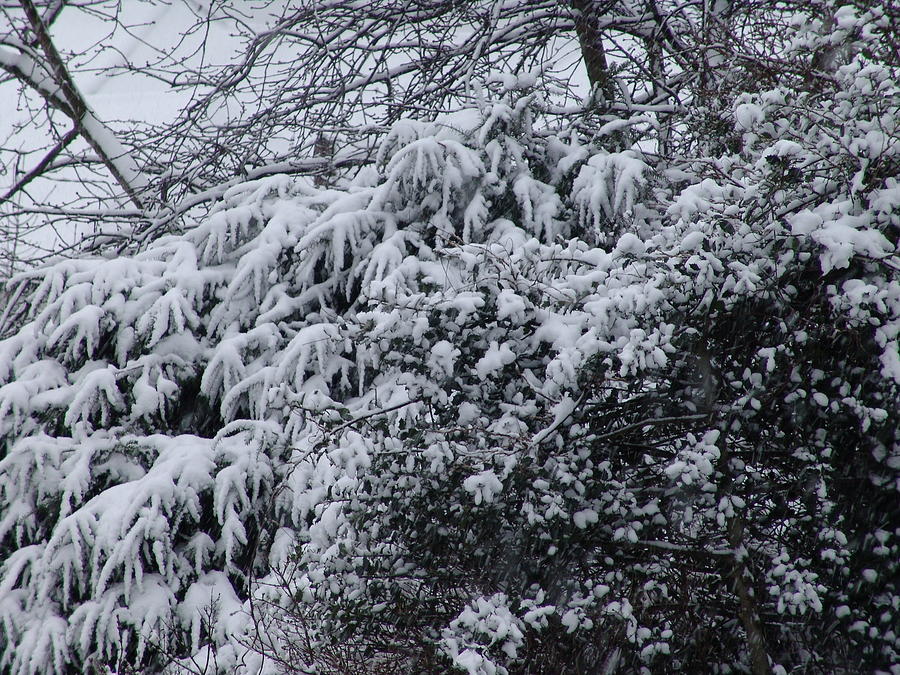 Winter Photograph - Snowy Winter Branches by Ashok Patel