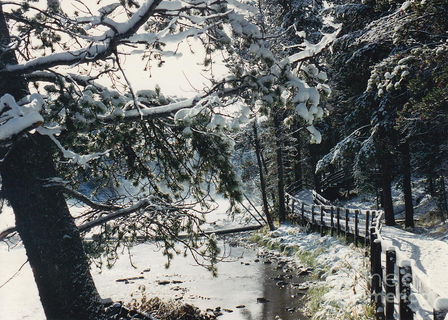 Snowy Yellowstone Walkway Photograph by Barbara Plattenburg