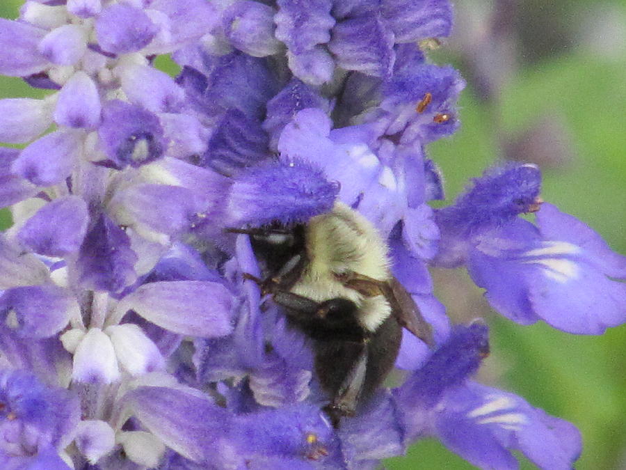 Snuggle Bee Photograph by Loretta Pokorny