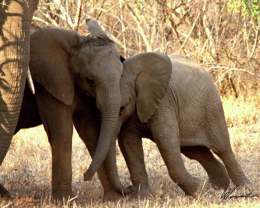 Baby Elephants Photograph - Snuggle Time by Sarah  Lalonde