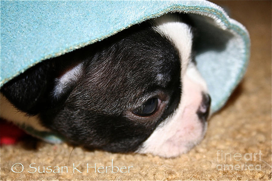 Snuggler Photograph by Susan Herber