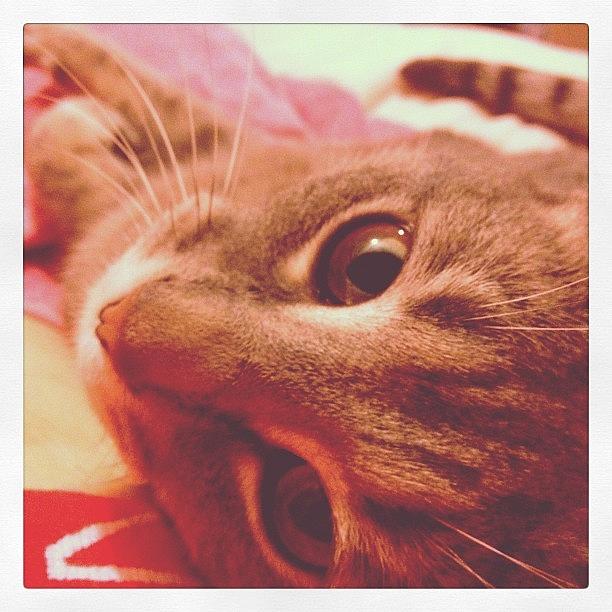 Cat Photograph - #snuggles With Sharky 🐱😘 #kitty by Katrina A