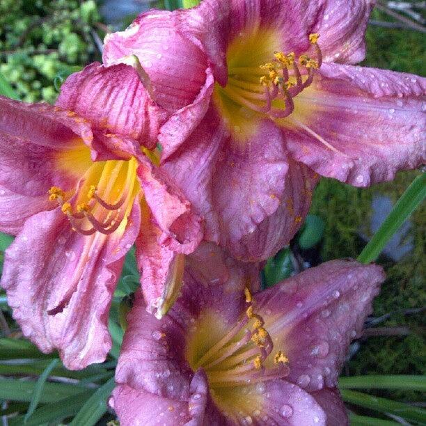 Nature Photograph - So Excited That Some Of The Day Lilies by Carla From Central Va  Usa
