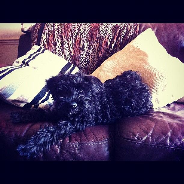 Puppy Photograph - So I Walk In My Living Room And See by Laurena Pascoe Puppy Photograph - So I Walk In My Living Room And See by Laurena Pascoe