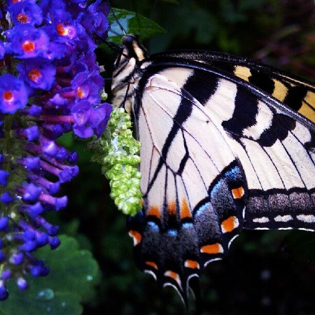 Butterfly Photograph - So Many Butterflies On This #beautiful by Carla From Central Va  Usa