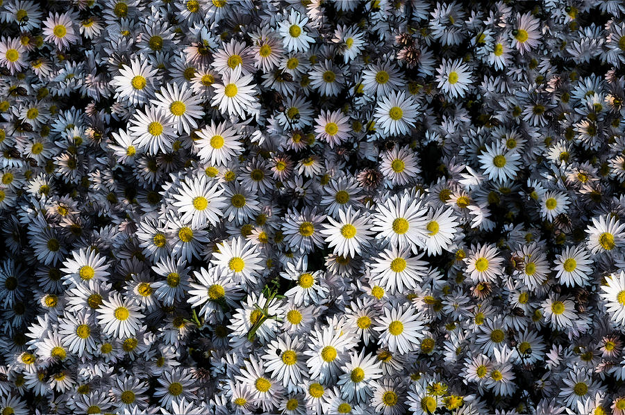 So Many Daisies Photograph by Bill Cannon
