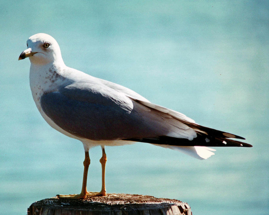 Seagull Photograph - So Proud... by Tanya Tanski