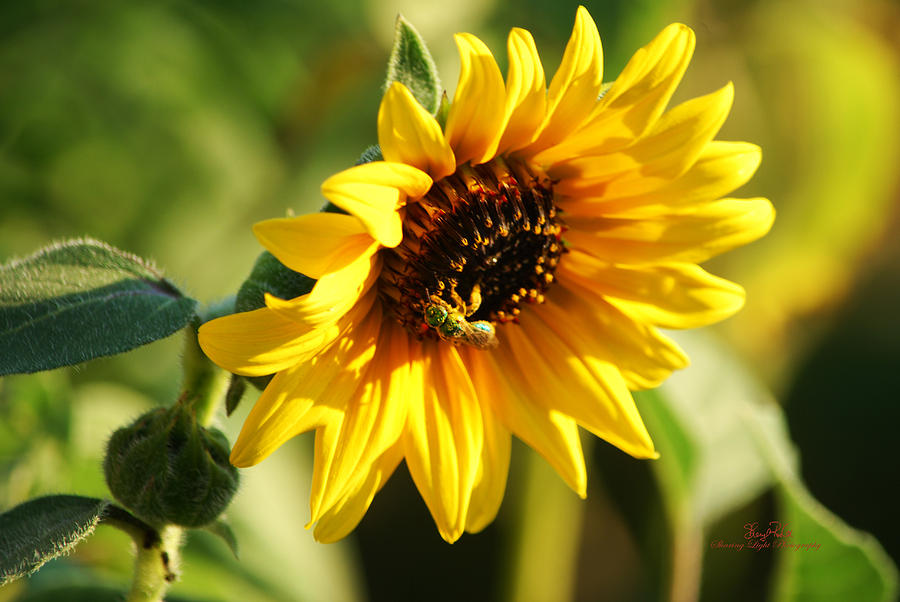 Soaking Sunflower Photograph by Sheryl Cox | Fine Art America