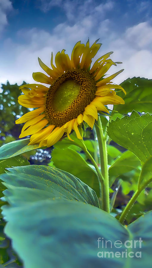 Sunflower Photograph - Soaking up the Sun by Brenda Giasson