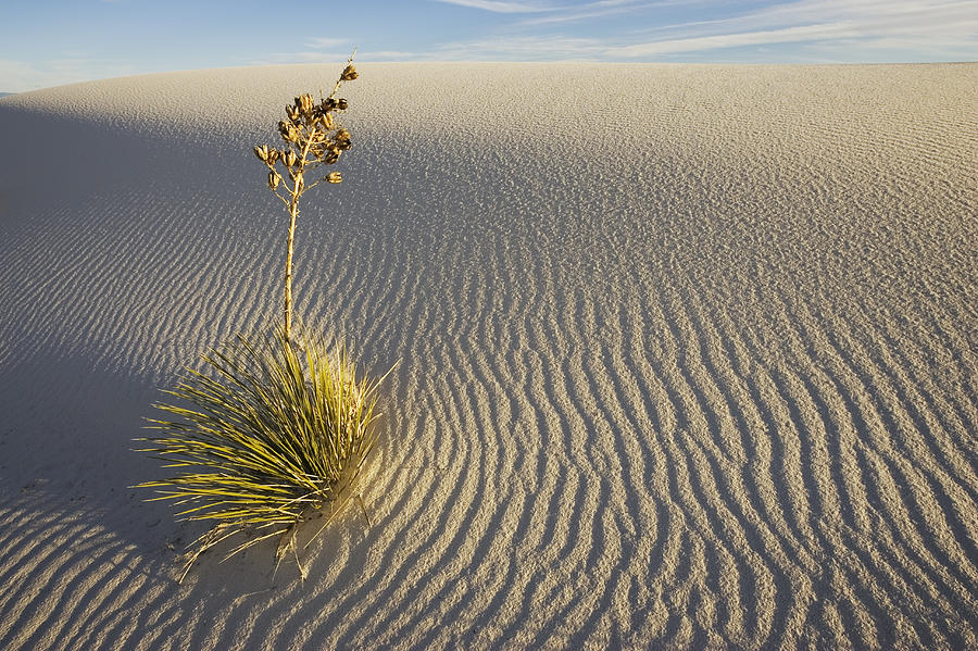 Soaptree Yucca Yucca Elata Growing Photograph by Konrad Wothe