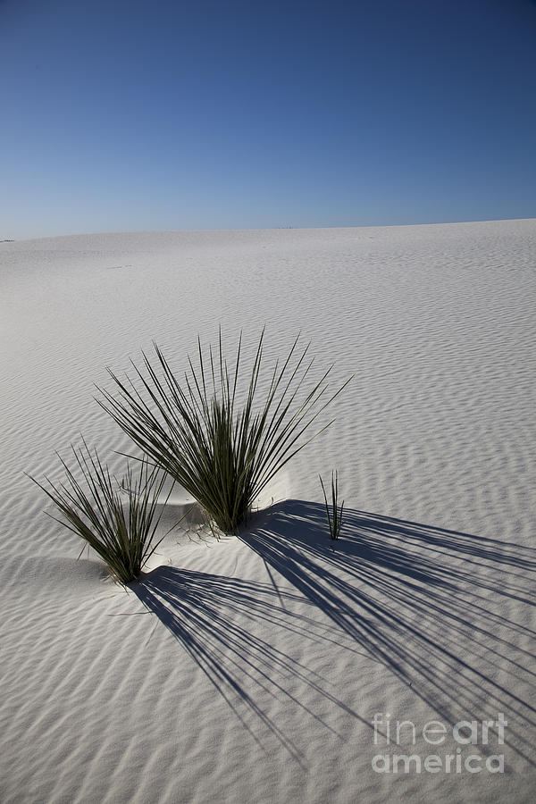 Soaptree Yuccas On White Sands Photograph by Greg Dimijian