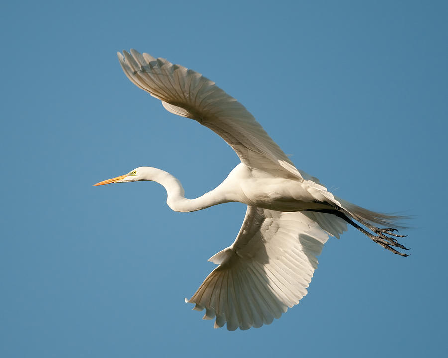 Soaring Photograph by Derek Burke - Fine Art America