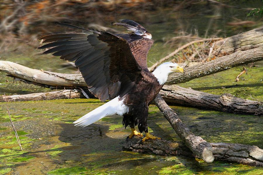 Soaring Eagle Photograph by Elizabeth Winter