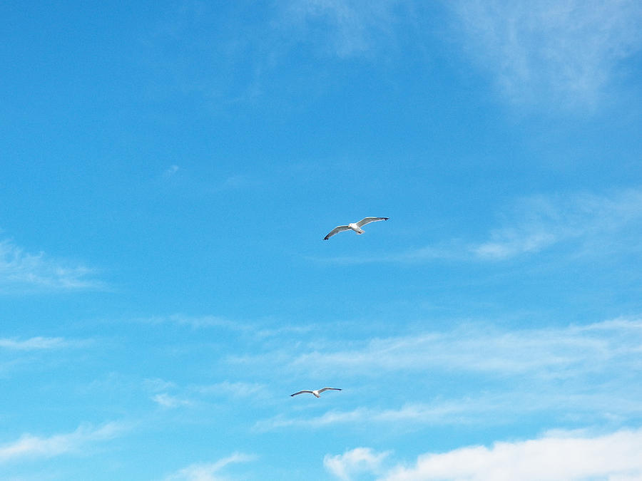 Soaring Gulls Photograph by Corinne Elizabeth Cowherd - Fine Art America