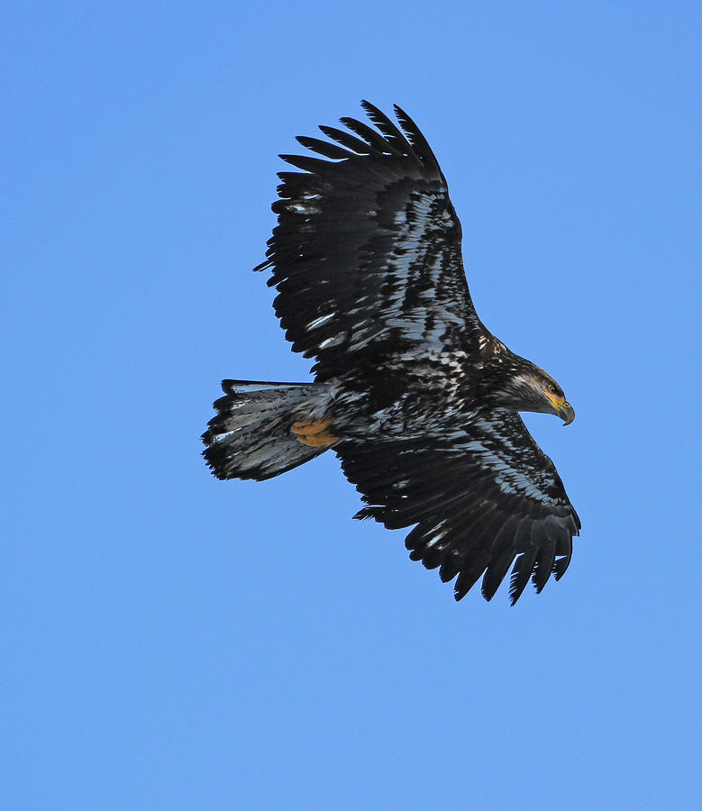 Soaring High Eagle Photograph by Sam Amato