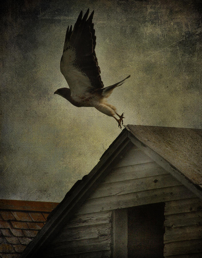 Soaring Hunger  Photograph by J C